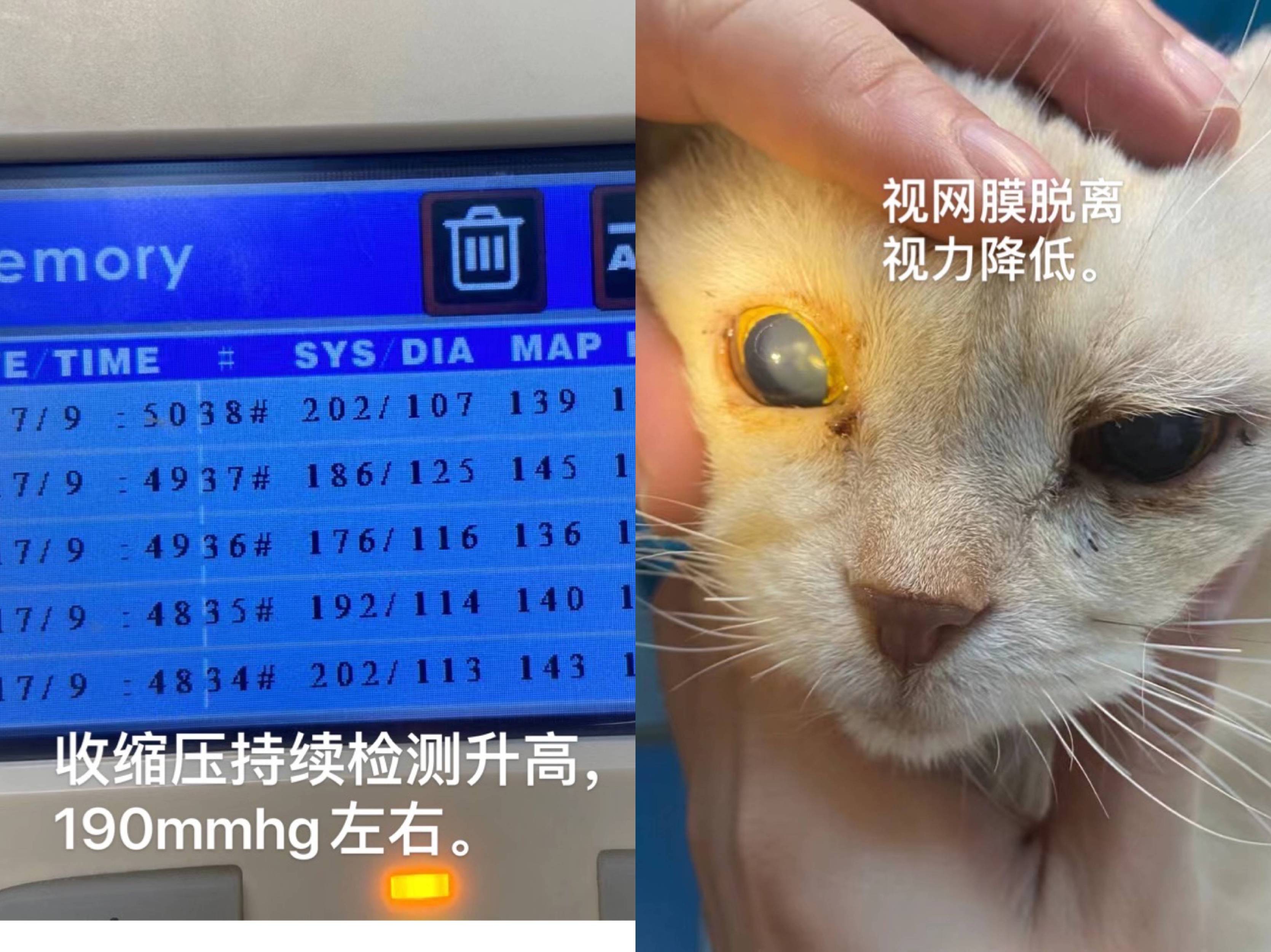 猫猫干性传染性腹膜炎诊断记