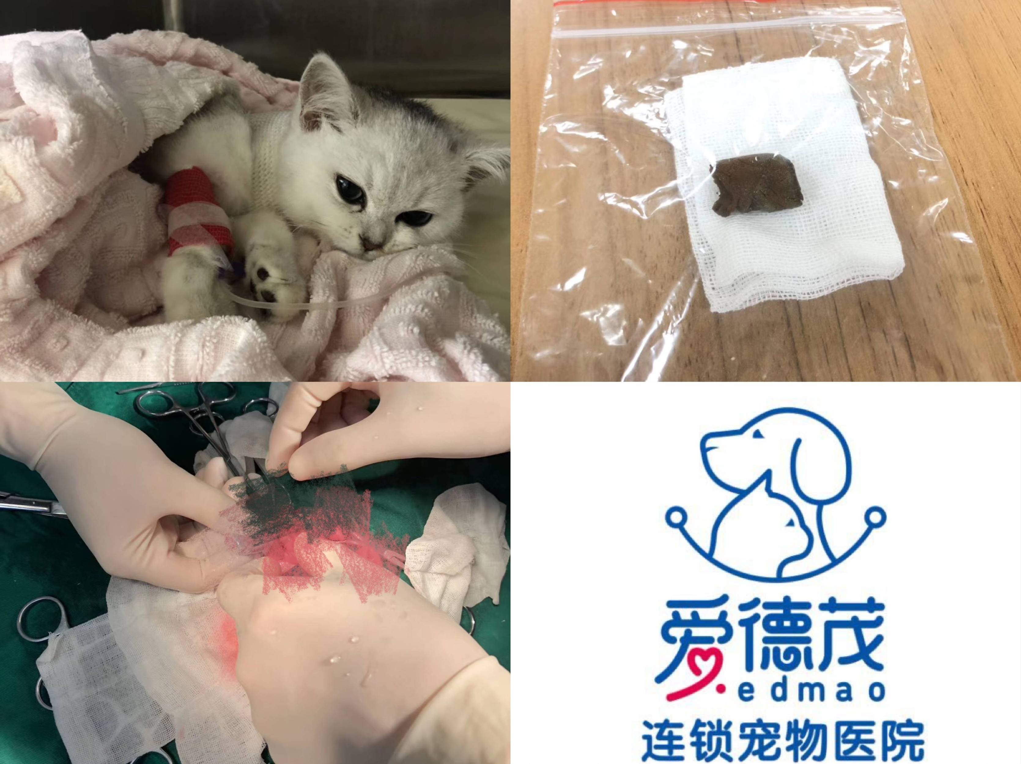 调皮猫咪误食泡沫垫手术取出