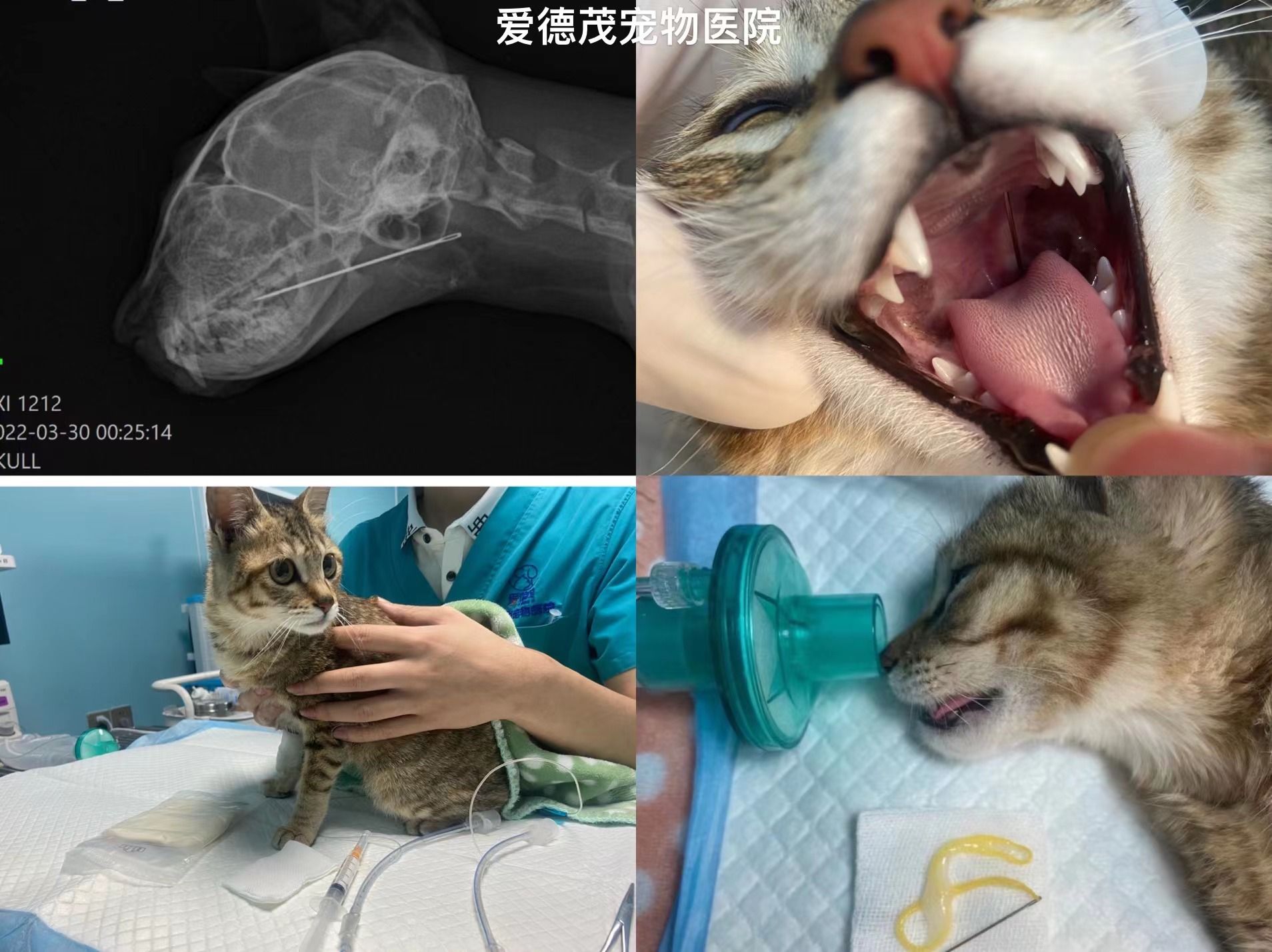 夜诊解决意外吞针的猫猫.jpg