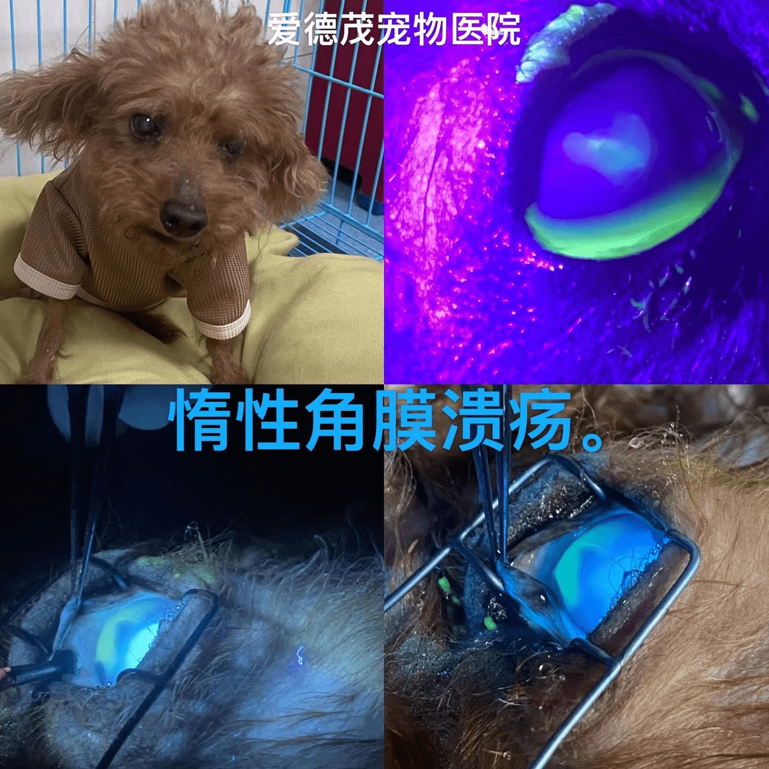 惰性角膜溃疡眼外科治疗_new.png