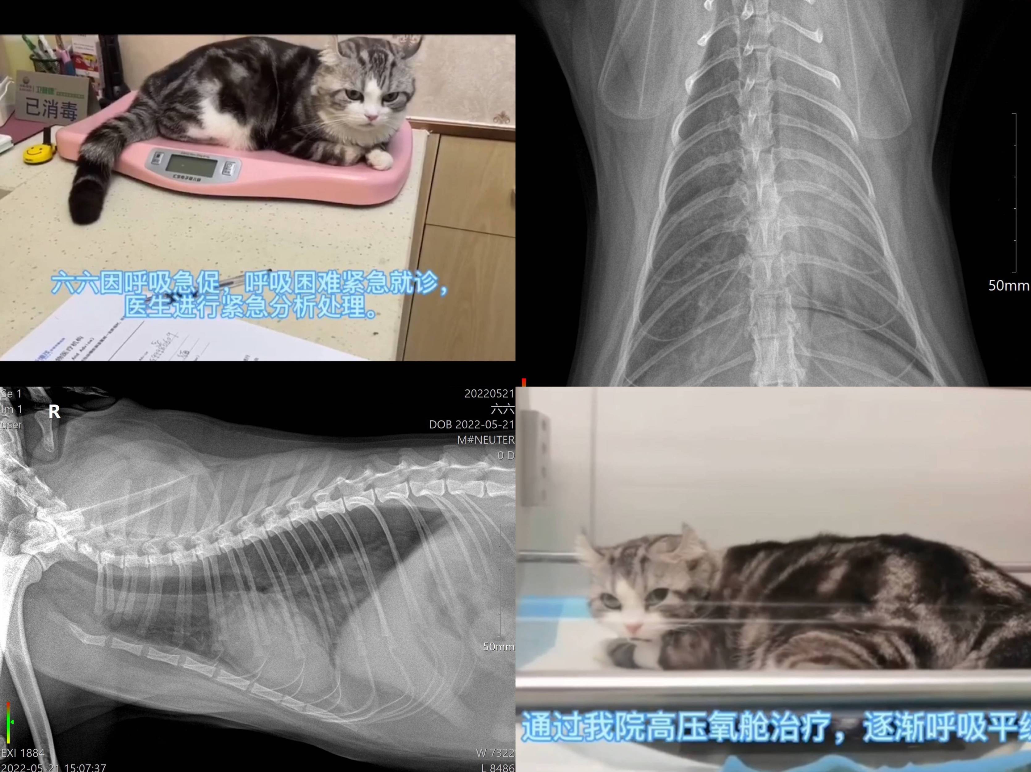 猫咪吸入性（石蜡油）肺炎引起呼吸困难.jpg