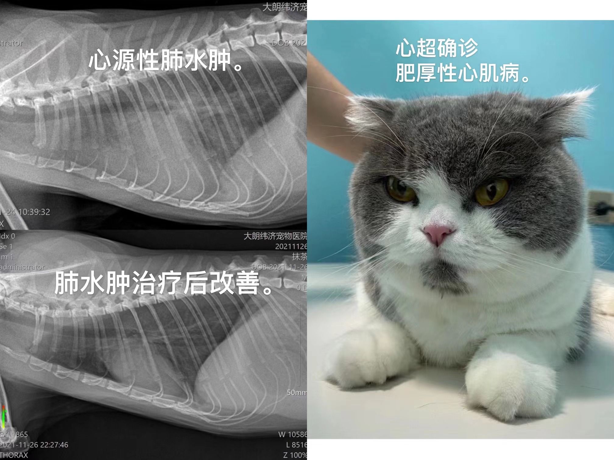 猫猫肥厚性心肌病急诊治疗.jpg