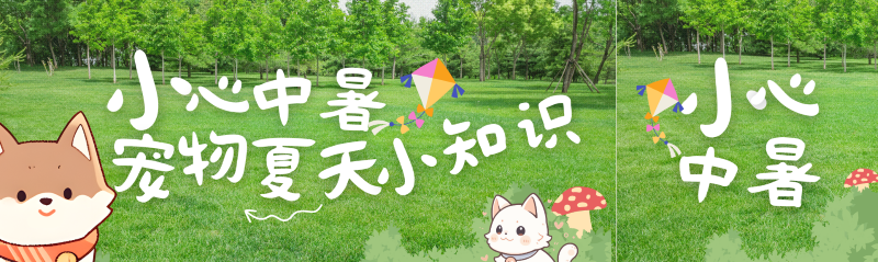 夏日炎炎|养宠提防中暑