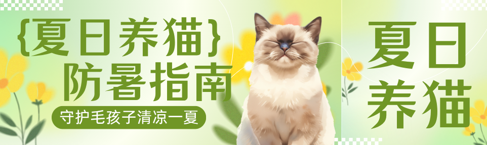 夏日猫咪防暑指南