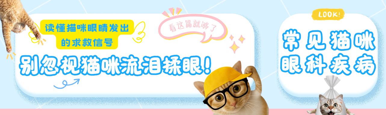 读懂猫咪眼睛发出的求救信号